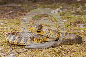Eastern Tiger Snake