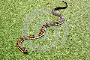 Eastern tiger snake Notechis scutatus scutatus indoor on green