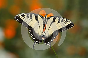 Eastern Tiger Swallowtail