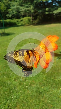 Eastern tiger swallowtail