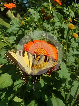 Eastern tiger swallowtail