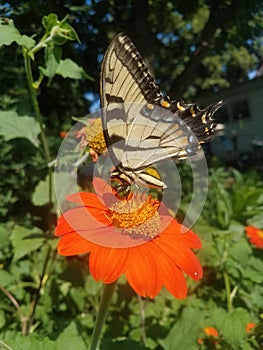 Eastern tiger swallowtail