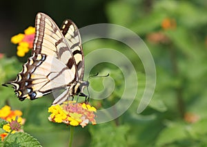 Eastern Tiger Swallowtail