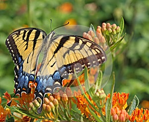 Eastern Tiger Swallowtail