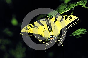 Eastern Tiger Swallowtail  22447