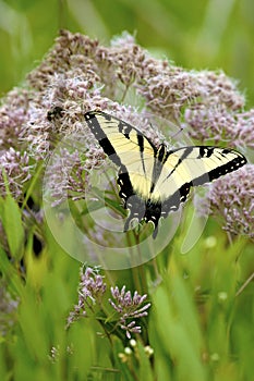 Eastern Tiger Swallowtail  601654