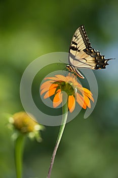 Eastern Tiger Swallowtail