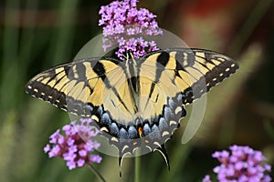 Eastern Tiger Swallowtail