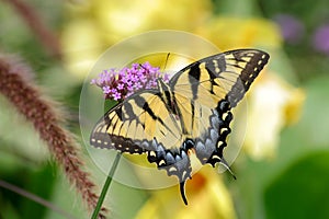 Eastern Tiger Swallowtail