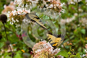 Eastern Tiger Swallowtail Butterflies