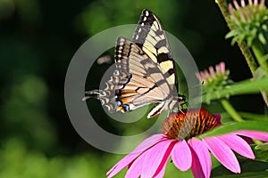 Eastern Tiger Swallowtail Butterfly