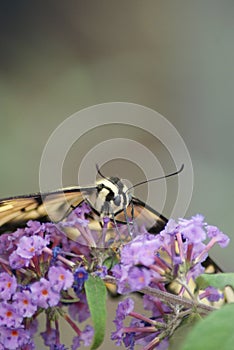 Eastern Tiger Swallowtail Butterfly