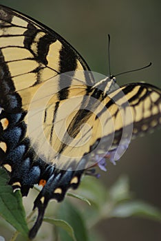 Eastern Tiger Swallowtail Butterfly