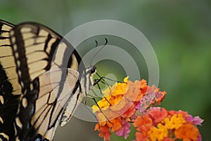 Eastern Tiger Swallowtail Butterfly