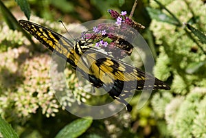 Eastern Tiger Swallowtail Butterfly