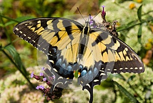 Eastern Tiger Swallowtail Butterfly