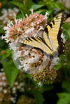 Eastern Tiger Swallowtail Butterfly