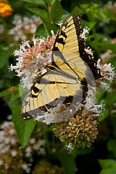 Eastern Tiger Swallowtail Butterfly