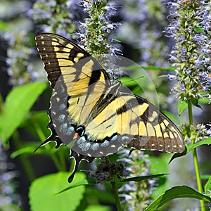 Eastern Tiger Swallowtail Butterfly