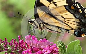 Eastern Tiger Swallowtail Butterfly