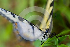 Eastern Tiger Swallowtail