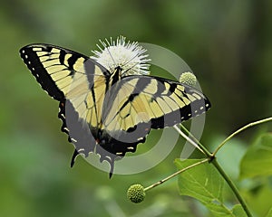 Eastern tiger Swallowtail Butterfly on buttonbush