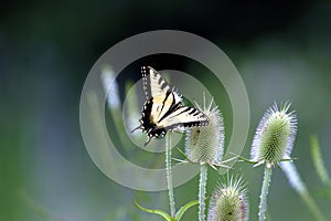 Eastern Tiger Swallowtail   601640 photo