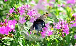 Eastern Tiger Swallowtail Butterfly Dark Morph on a pink flower in a garden