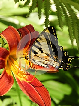 Eastern Tiger Swallowtail Butterfly on Day Lily