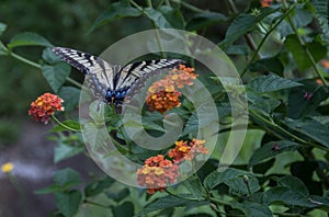 An Eastern Tiger Swallowtail Butterfly photo