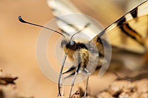 Eastern tiger swallowtail butterfly