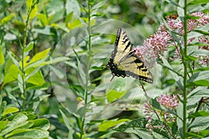 Eastern Tiger Swallowtail Butterfly Feeding