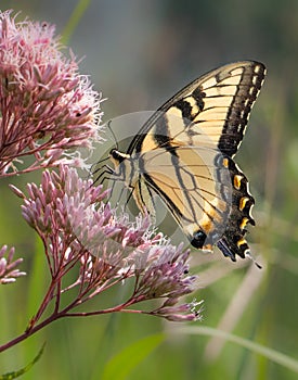 An eastern tiger swallowtail butterfly feeds on a cluster of small pink flowers