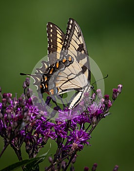 An eastern tiger swallowtail butterfly feeds on nectar from some purple flowers