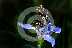 An eastern tiger swallowtail butterfly on an iris.