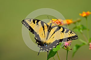 Eastern Tiger Swallowtail Butterfly