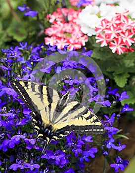 Eastern Tiger Swallowtail Butterfly Papilio Glaucas on Lobelia