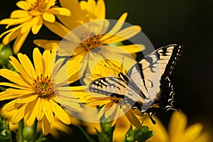 Eastern Tiger Swallowtail Butterfly - Papilio glaucus