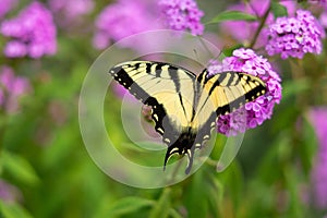 Eastern tiger swallowtail butterfly on the pink flowers of garden-phlox plant, with outspread wings