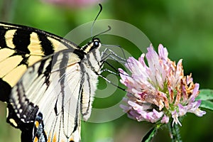 Eastern Tiger Swallowtail Butterfly Sipping Nectar from the Accommodating Flower