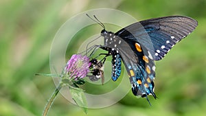 Eastern Tiger Swallowtail Butterfly Sipping Nectar from the Accommodating Flower