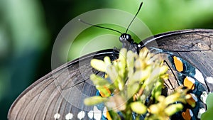 Eastern Tiger Swallowtail Butterfly Sipping Nectar from the Accommodating Flower