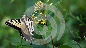 Eastern Tiger Swallowtail Butterfly Sipping Nectar from the Accommodating Flower