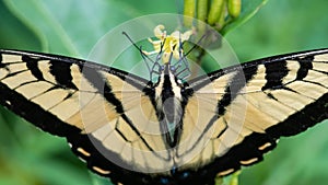 Eastern Tiger Swallowtail Butterfly Sipping Nectar from the Accommodating Flower