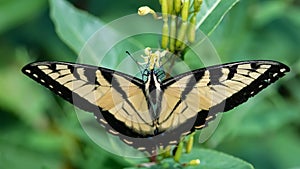 Eastern Tiger Swallowtail Butterfly Sipping Nectar from the Accommodating Flower