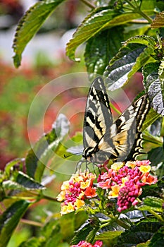 Eastern tiger swallowtail butterfly sipping nectar from latana flower blossoms photo