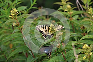Eastern Tiger Swallowtail Butterfly and Spicebush Swallowtail Butterfly on a flower