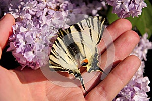 Eastern tiger swallowtail butterfly in spring in garden with purple flowers of syringa lilac tree. Butterfly sitting on hand.