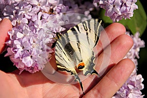 Eastern tiger swallowtail butterfly in spring in garden with purple flowers of syringa lilac tree. Butterfly sitting on hand.