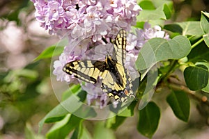 Eastern tiger swallowtail butterfly in spring in garden with purple flowers of syringa lilac tree. Spring season.